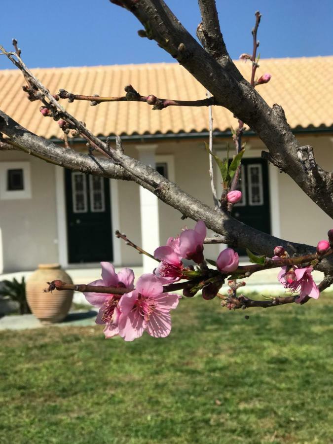 Tamaris Beach House Acharavi  Zewnętrze zdjęcie